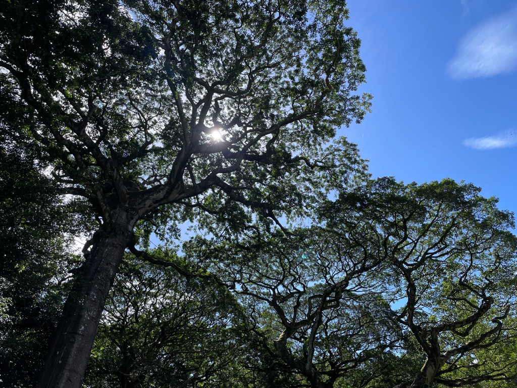 子どもの運動発達を伸ばす秘訣