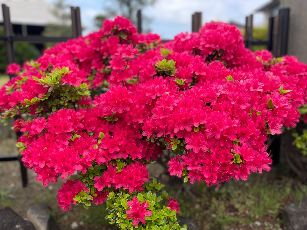 発達に欠かせないランダムな動き