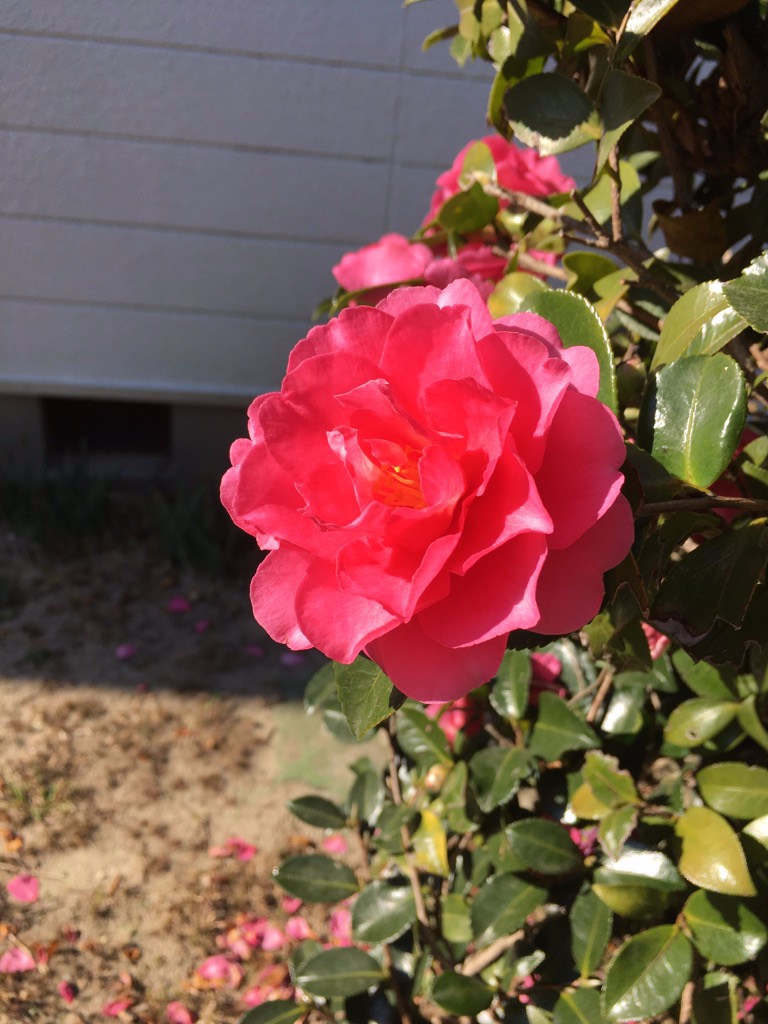 連続集中レッスンご感想☆