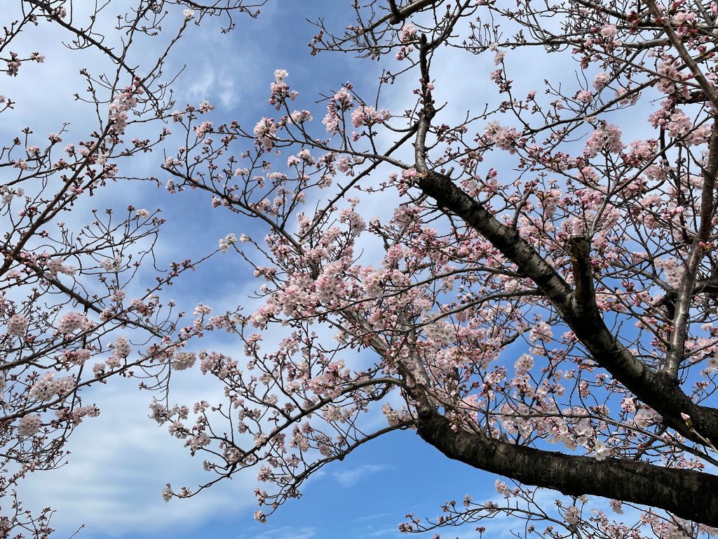 発育発達のための『大切な栄養』